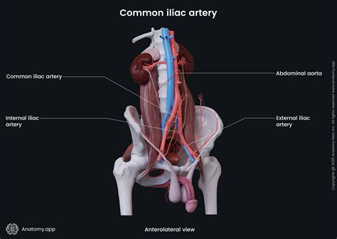 Common Iliac Artery