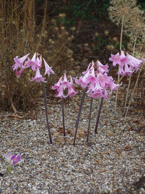 Amaryllis belladonna (DB) - Beth Chatto's Plants & Gardens