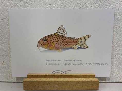 Hoplisoma knaacki Postcard | Osakanacraft