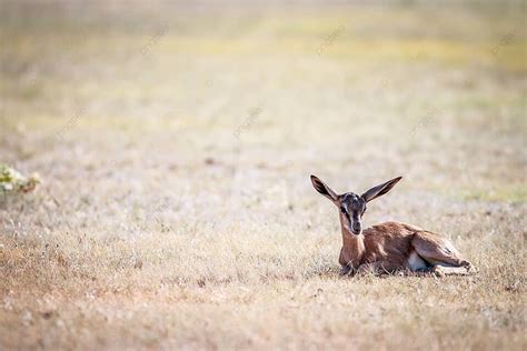 Image result for Baby Springbok