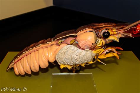 Image result for Craw Fish Graph