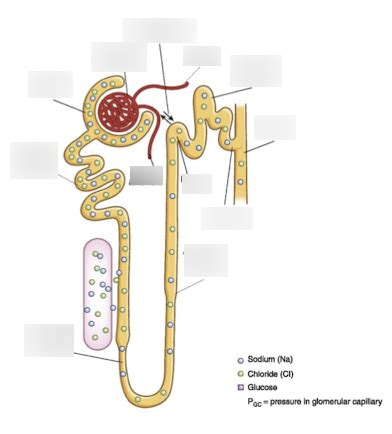 Loop of Henle Function 的图像结果