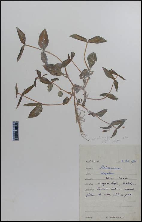 Herbarium JCB