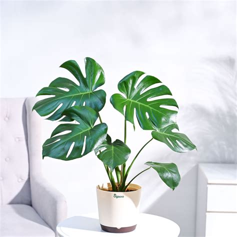 Buy Monstera Deliciosa Plant in India at Best Price - Zop