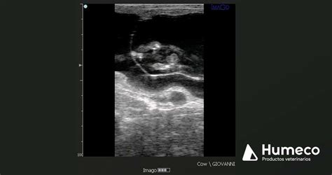 Determinación del sexo fetal bovino: posicionamiento del feto por sexo ...