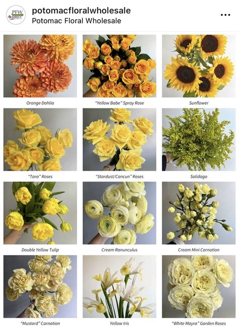 Beautiful Yellow Flowers with Names