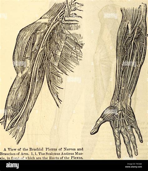 Brachial Plexus Drawing