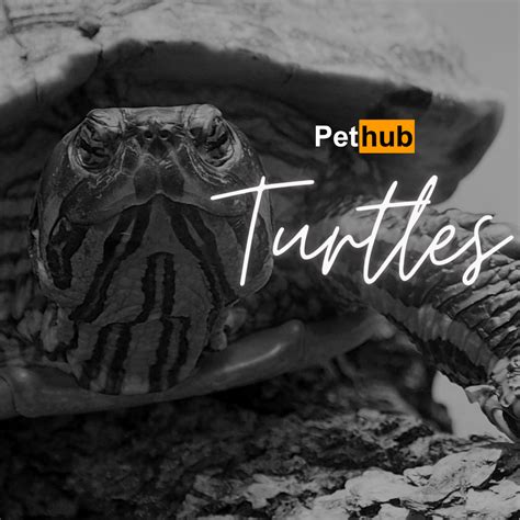 PetHub – petstreetonline