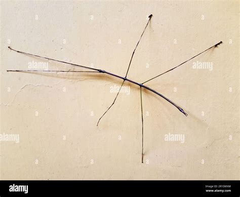 Stick insect. Stick-bug. Walking stick. Stick animals. Bug sticks ...