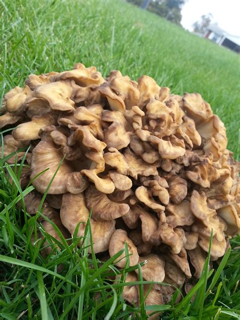 Why Is Mushrooms Growing In My Grass at Caitlyn Buvelot blog