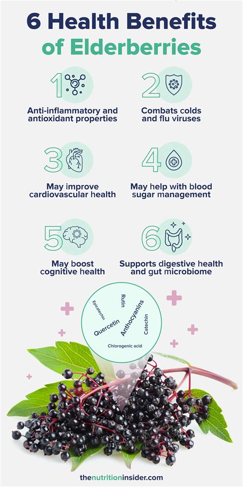 Unlock The Medicinal Uses Of Elderberry For Cold Season