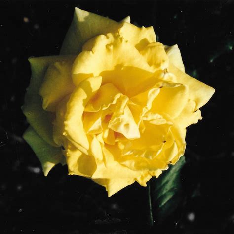 Yellow Rose - Maplewood Park - Pictures of Rochester and Monroe County, NY