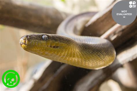 Macklot Python 的图像结果