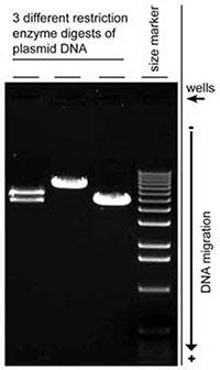 High Throughput Maxi-Prep Using the New Thermo Scientific General ...