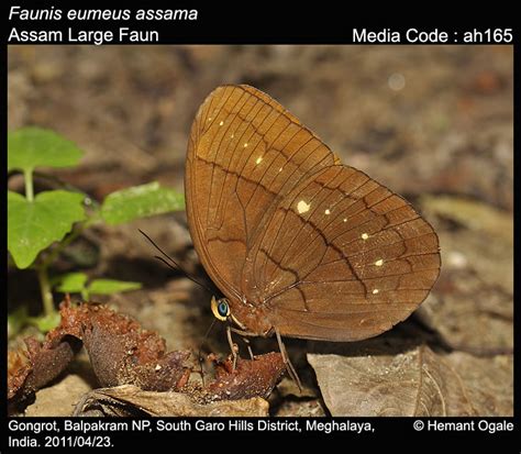 Satyrinae | Butterfly