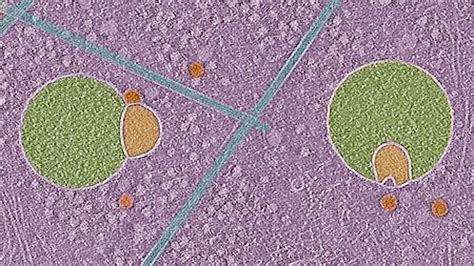 Human Cells: New 'Snowman' Structure Discovered – Archyde