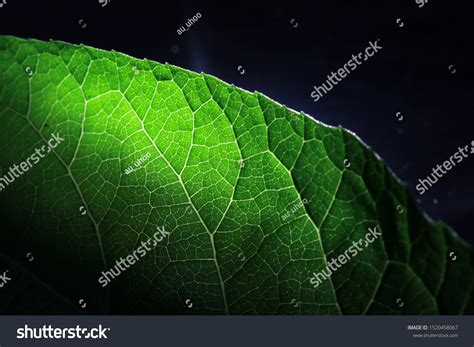 163 Leaves Reticulate Venation Images, Stock Photos & Vectors ...