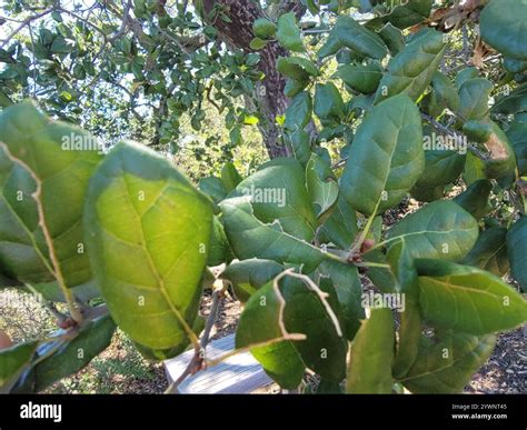 coast live oak (Quercus agrifolia Stock Photo - Alamy