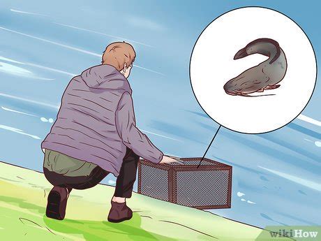 Image result for Using a Fish Trap