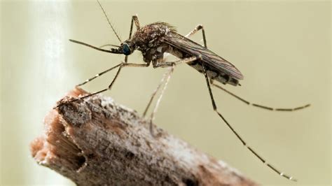 Mosquito Species and Their Sizes