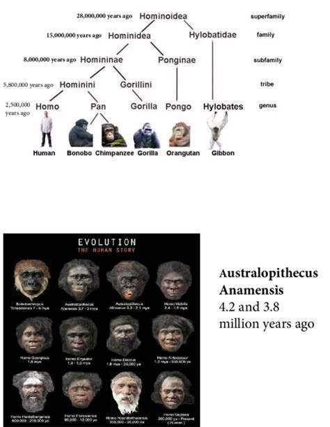 Image result for First Humans Timeline