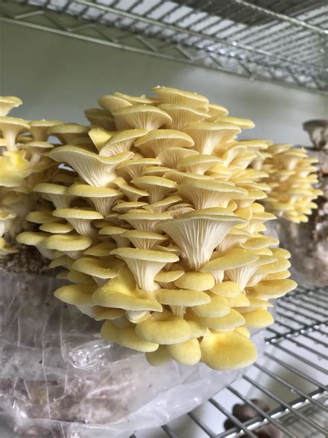 Golden Oyster Mushroom