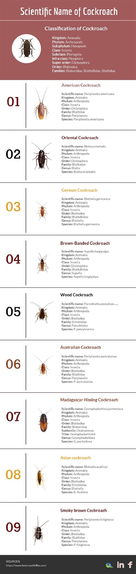 Cockroach Domain 的图像结果