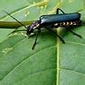 Image result for Alien Romulus Universe Timeline
