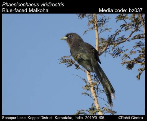 Phaenicophaeus viridirostris (Jerdon, 1840) - Blue-faced Malkoha | Birds