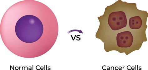 Image result for Normal vs Cancer Cells