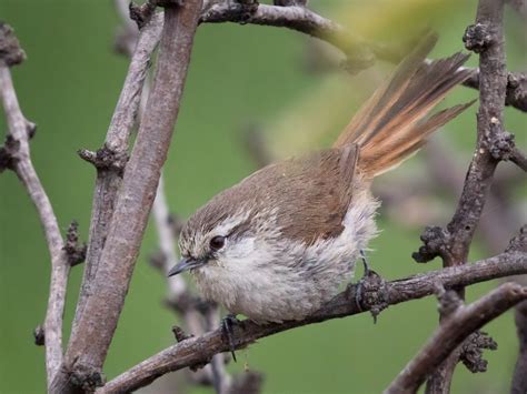 Necklaced Spinetail - eBird