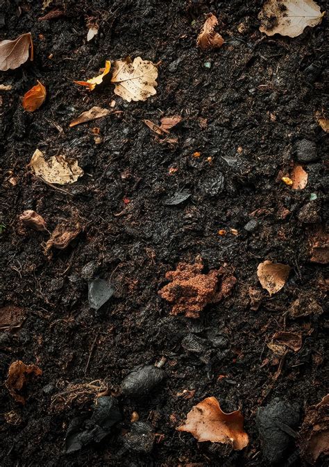 Image result for Compost Texture
