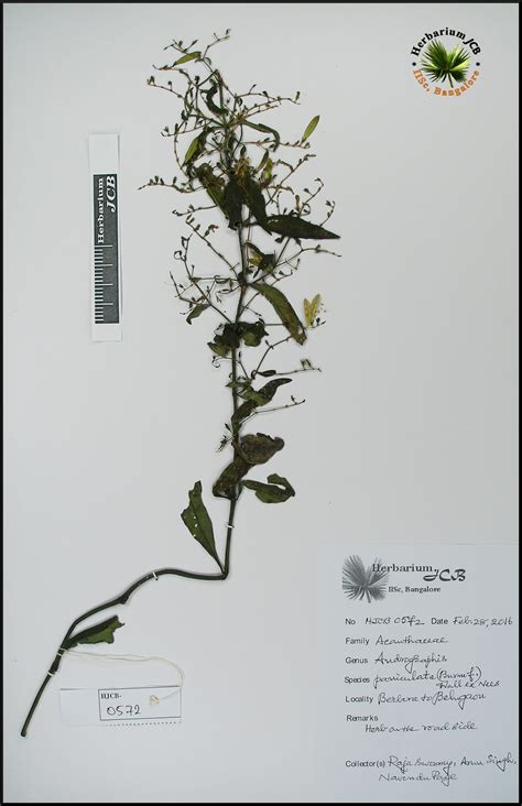 Herbarium JCB