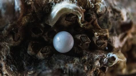 The most expensive pearl necklaces of all time and their history