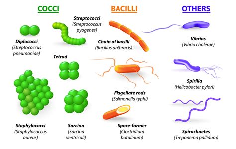 Examples Of Bacteria