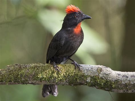 Sooty Ant-Tanager - eBird
