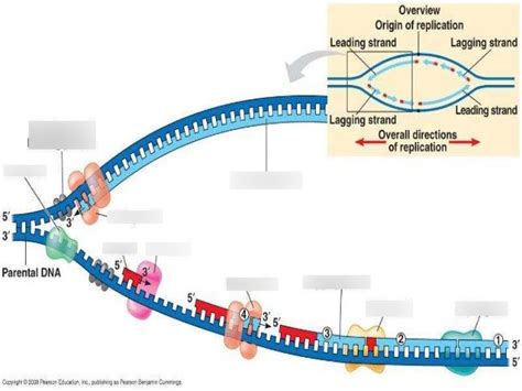 DNA Replication Diagram Simple 的图像结果