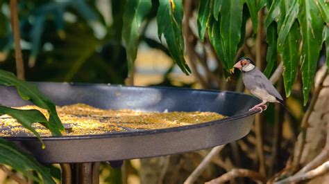 Can Wild Birds Eat Bird Seed at Noah Stretch blog
