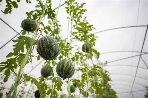 Can You Grow Watermelon On A Trellis