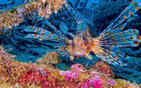 IPBES Transformative Change Report: Key Strategies to Halt Biodiversity ...