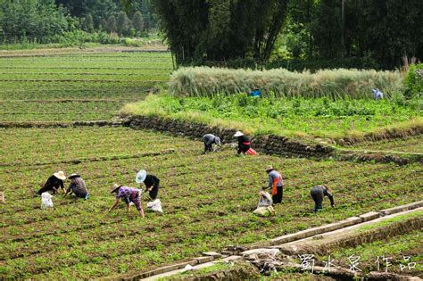 觉醒的中国农村：城里打工难奔头 回乡种地发家致富