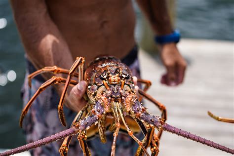 Florida spiny lobster mini-season 2022 opens. Here's what to know.