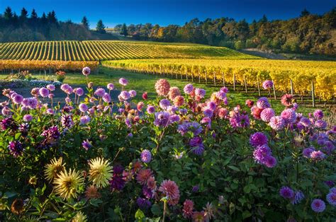 Salem Oregon Wine Trail | Wineries & Wine Tasting in Oregon