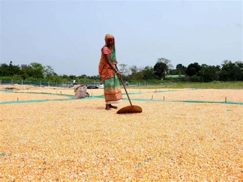 maize prices down by rs 600 to below msp due to increase in the arrival ...