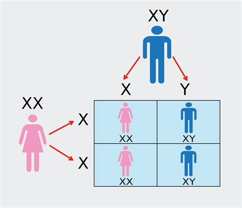 Xy Chromosome Chart X Chromosome Is Extra Diverse