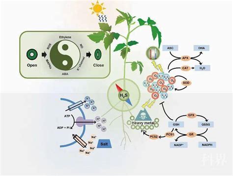 综述|硫化氢信号在植物发育和逆境反应中的作用（简译） - 知乎