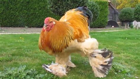 世界上最大的鸡，身世引发争论，一锅炖不下，看完感觉它能吃我