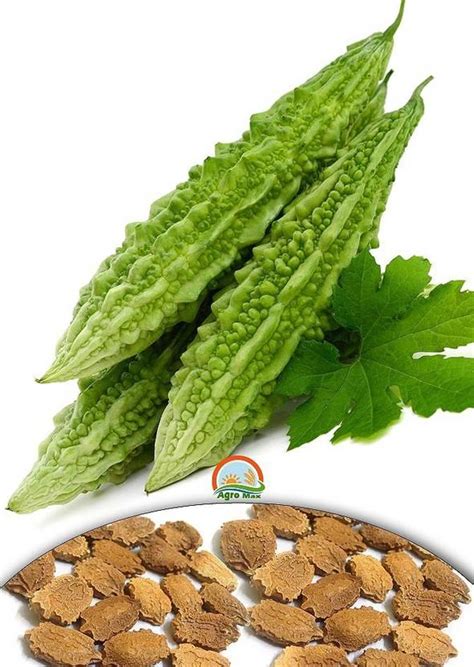 Fresh Bitter Gourd Seed Price in India - Buy Fresh Bitter Gourd Seed ...