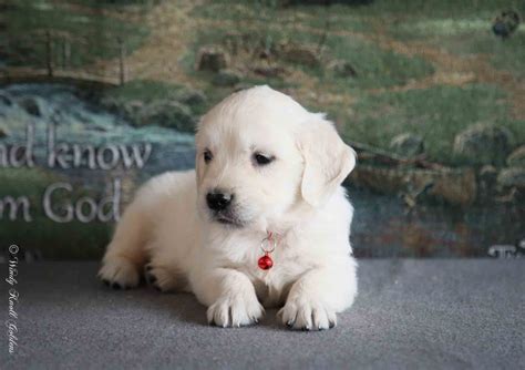 Guinevere's English Cream Puppies Growing Fast - Windy Knoll Golden ...