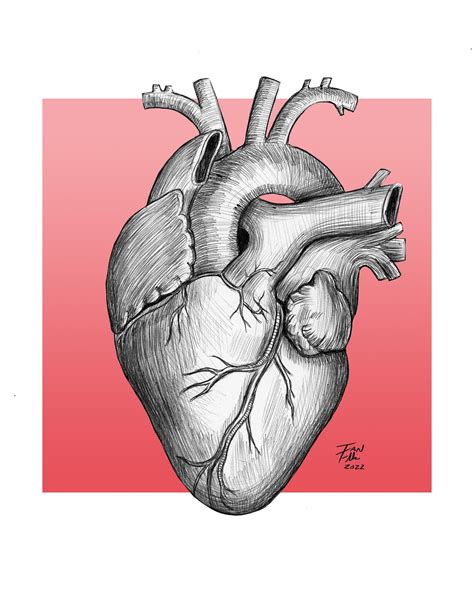 Anatomical Heart Drawing, Heart, Anatomy, Medical, Medical Illustration ...